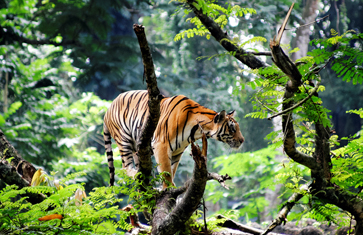 India Wildlife Tour